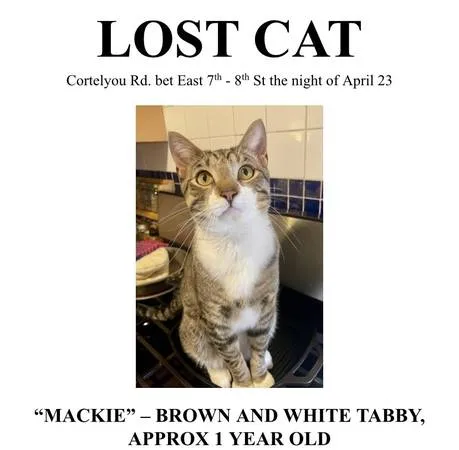 Lost cat
