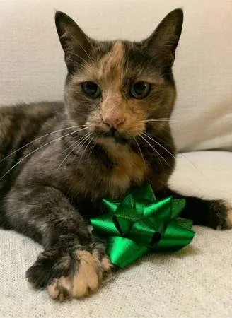 Lost cat