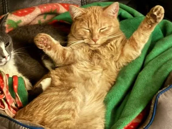 Lost cat