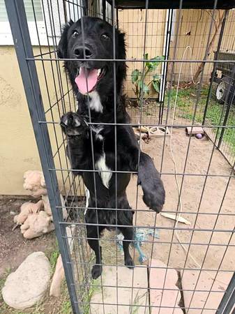 Found dog