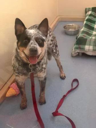 Found dog