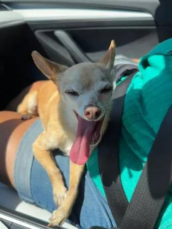 Lost dog