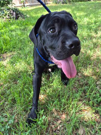 Found dog