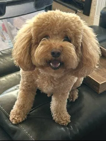 Lost dog