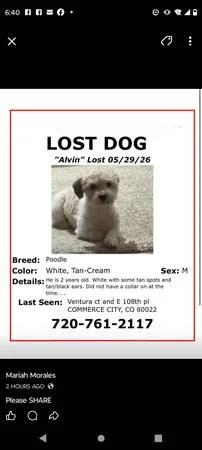 Lost dog
