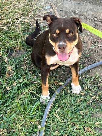 Found dog