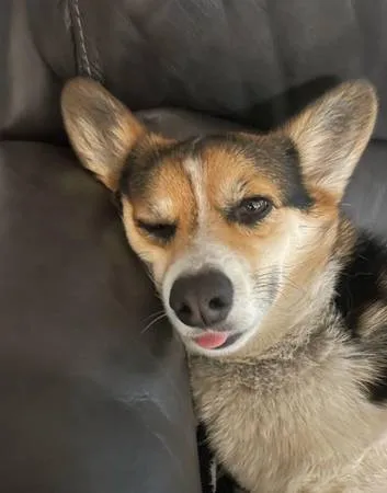 Lost dog