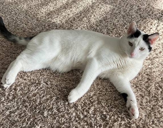 Lost cat