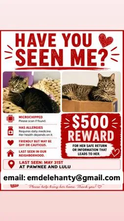 Lost cat