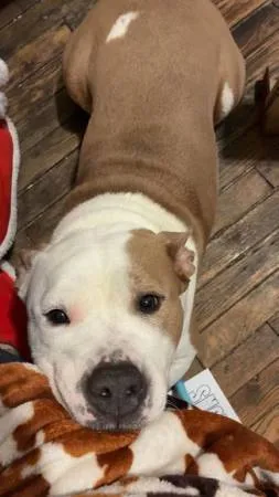 Lost dog