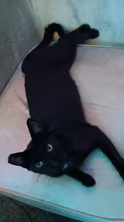 Lost cat