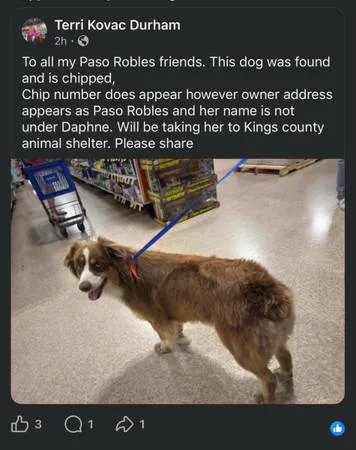 Found dog