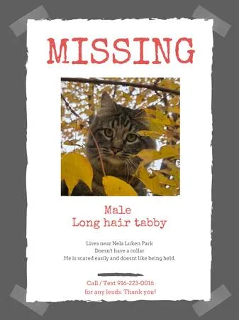 Lost cat