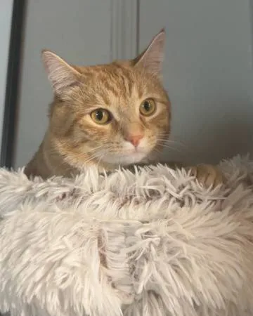 Lost cat