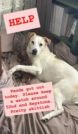 Lost dog