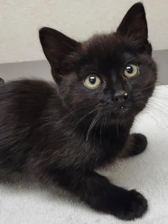 Found cat