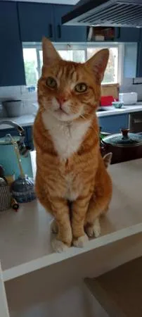 Lost cat