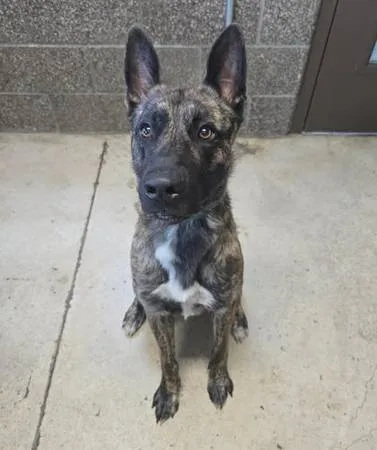 Found dog
