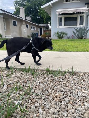 Found dog