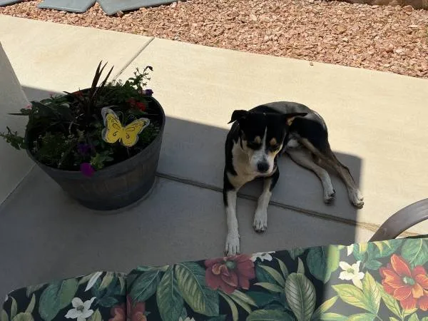 Found dog