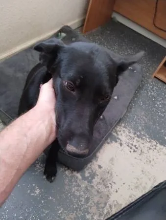 Found dog
