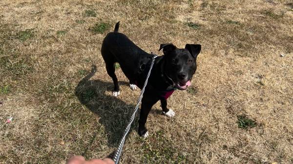 Found dog