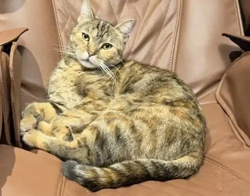Lost cat