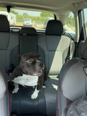 Found dog