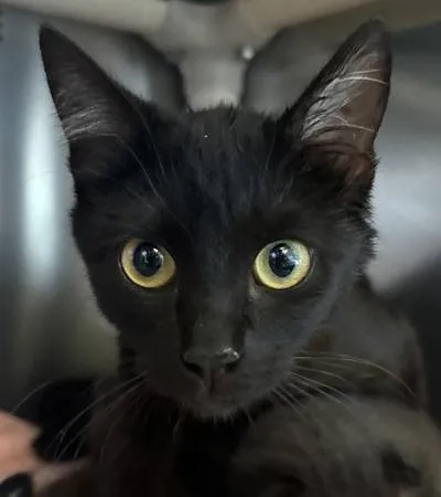 Found cat