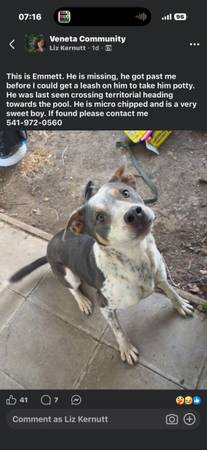 Lost dog