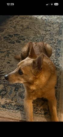 Found dog