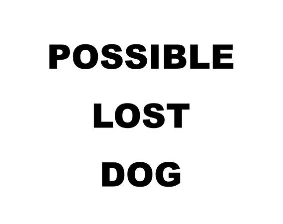Found dog