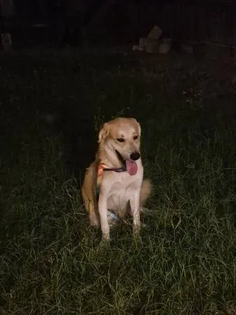 Found dog