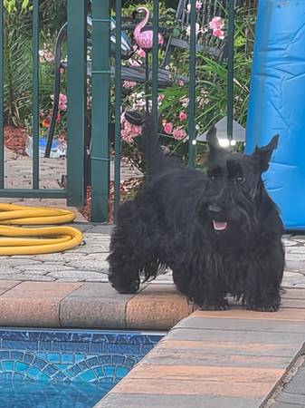 Lost dog