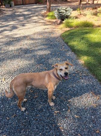 Found dog