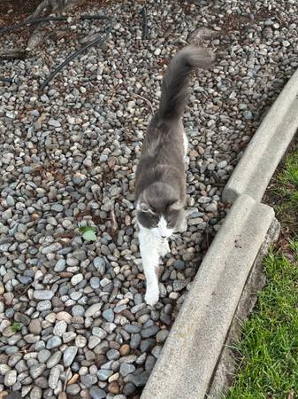 Found cat