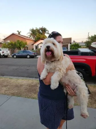 Found dog