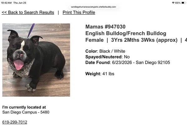 Found dog