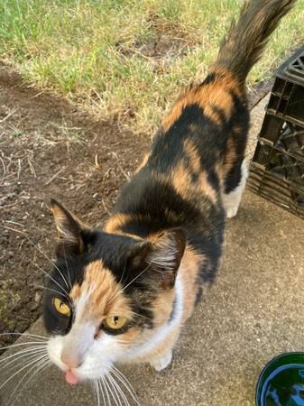 Found cat