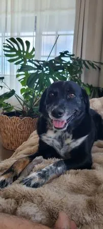 Lost dog