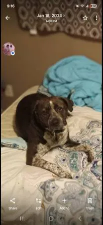 Lost dog