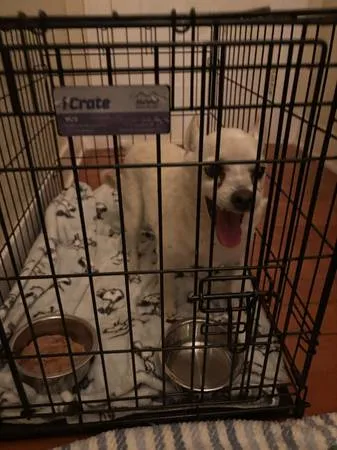 Found dog