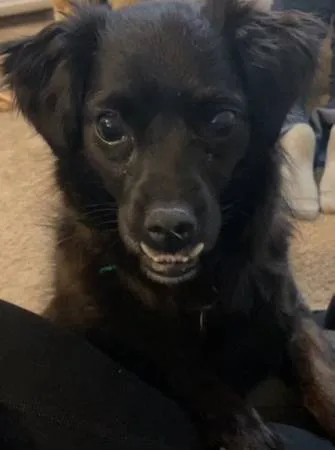 Lost dog