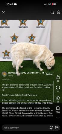 Found dog