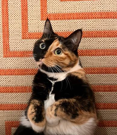 Lost cat