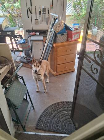 Found dog