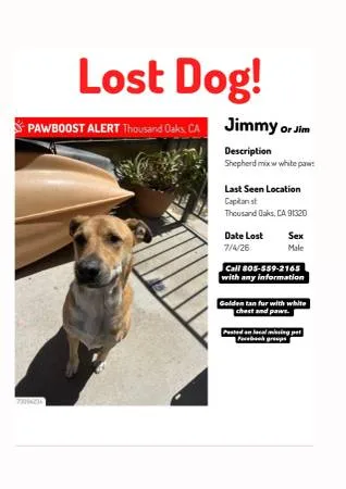 Lost dog