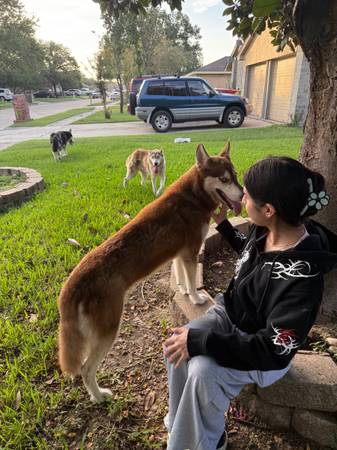 Found dog
