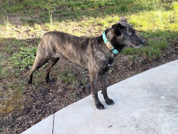 Lost dog