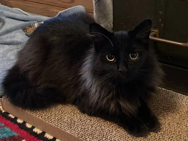 Lost cat